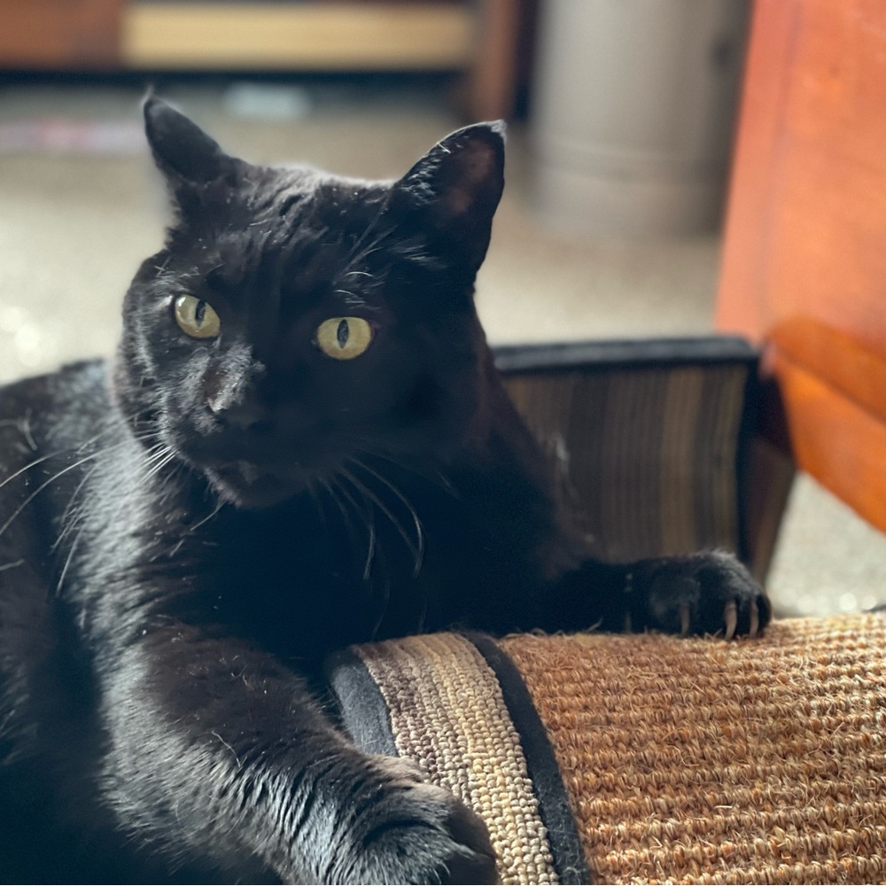 Meet your Posher, Emily